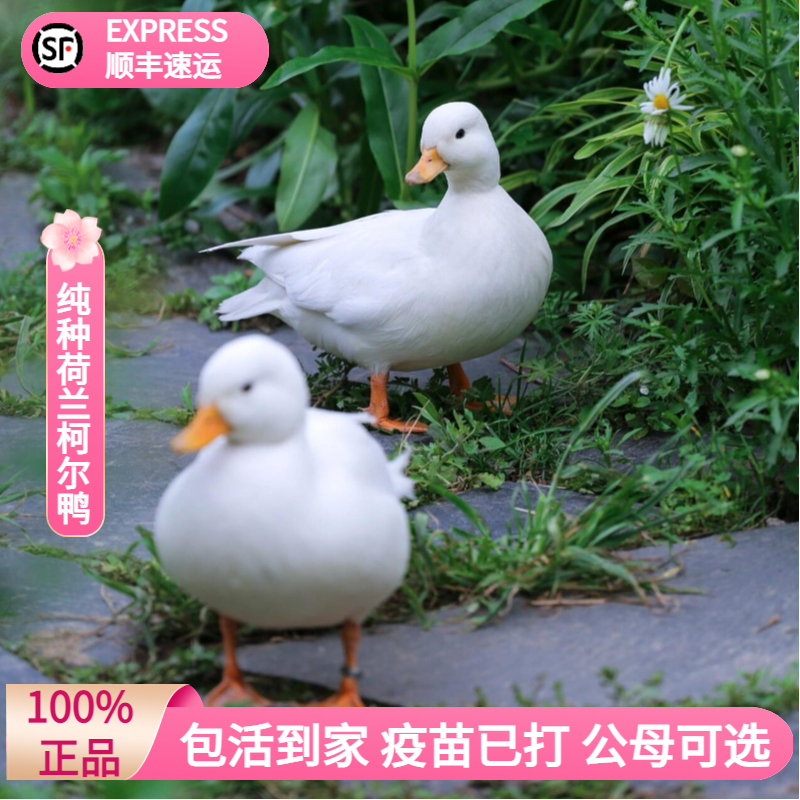 柯尔鸭宠物鸭包下蛋顺丰包活到家