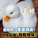 鸭小白纯种柯尔鸭活体宠物网红成年科尔鸭可下蛋繁殖赛级S级幼鸭