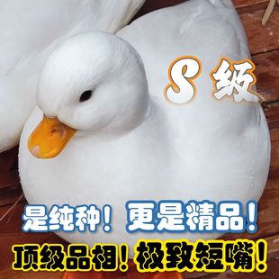 鸭小白纯种柯尔鸭活体宠物网红成年科尔鸭可下蛋繁殖赛级S级幼鸭