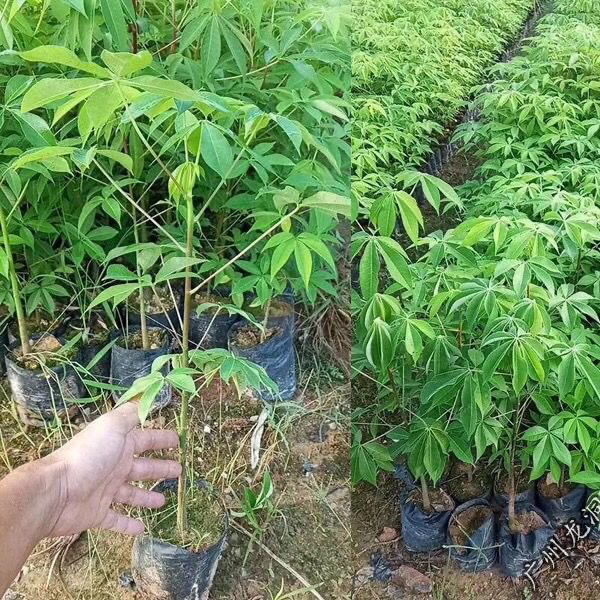 大腹木棉树苗花瓶木棉树苗庭院花树公园绿化风景树花卉植物地栽树