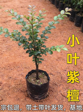 正宗小叶紫檀树苗木名贵