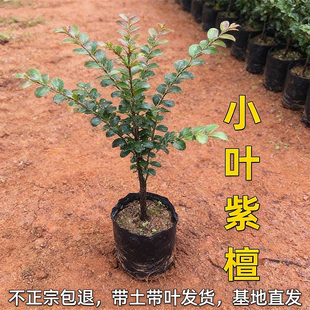 正宗小叶紫檀树苗木名贵细叶紫檀树苗珍稀盆景室内庭院四季常青