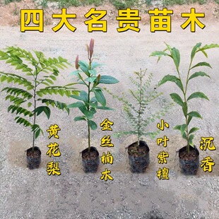 四大名贵苗木正宗金丝楠木树苗小叶紫檀树苗海南黄花梨树苗沉香苗