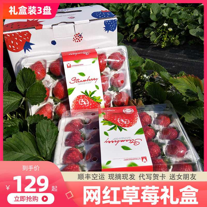 草莓礼盒装新鲜红颜奶油草莓巧克力牛奶草莓现摘现发3盒顺丰包邮