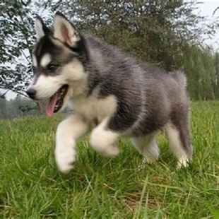 纯种哈士奇活体小体比熊犬茶杯犬活体宠物狗狗