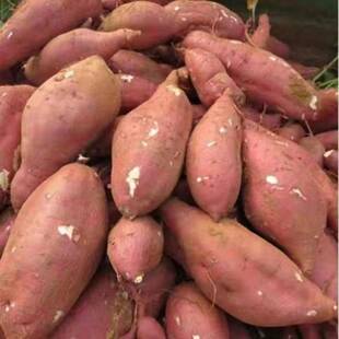 自冉香新鲜正宗紫皮白心红薯软面香甜农家自种地瓜牛奶板栗蕃薯