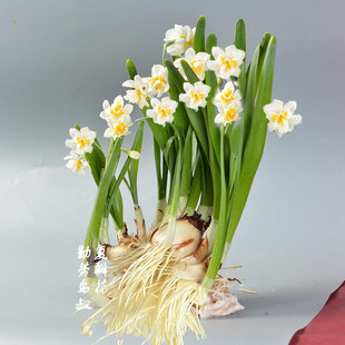 [鸟叔专属]已养护正宗漳州水仙花大种球冬绿植花卉八字切单瓣复瓣