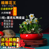 精雕传承已造型 镇店之宝 老师傅雕刻正宗漳州水仙花卉种球