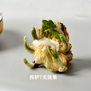 活动款 [老师傅雕刻水仙花] 漳州正宗水仙花种球冬季水培绿植花卉