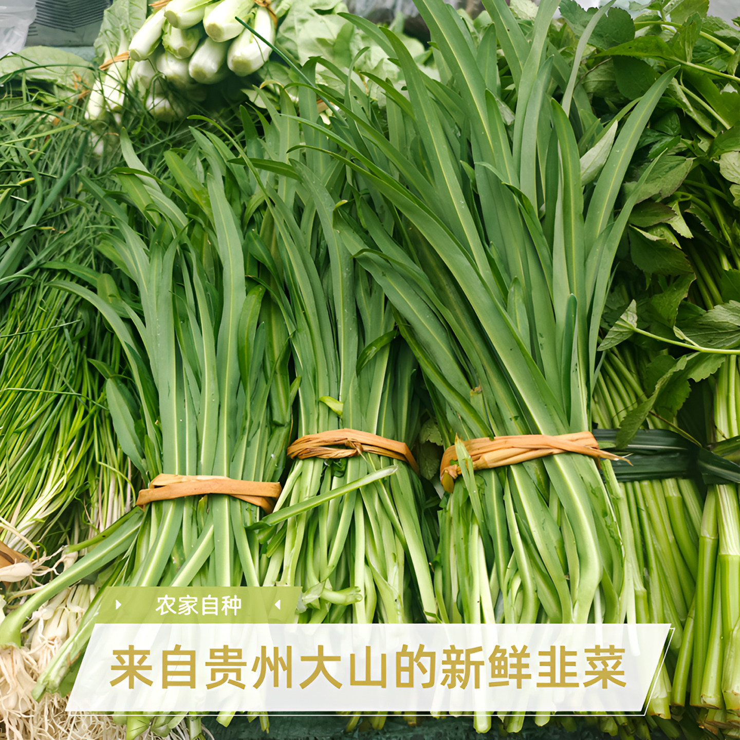 贵州大叶韭菜韭菜苗新鲜食用蔬菜