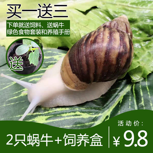 蜗牛蜗牛质量怎么样 蜗牛蜗牛口碑怎么样 小麦优选