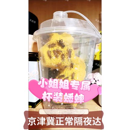 针头白蟋蟀高蛋白无菌活体饲料爬虫专用油葫芦龙鱼树蛙奶茶杯装