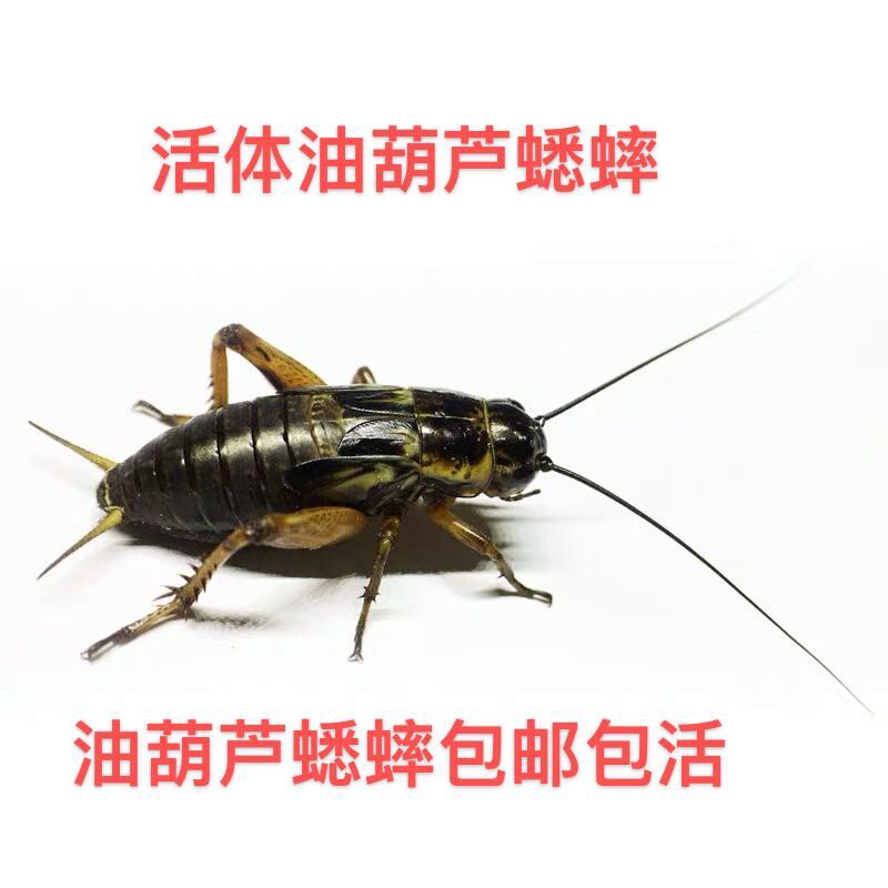 蟋蟀白蛐蛐活物饲料蜥蜴守宫蜘蛛斗虫口粮食物针头蟋蟀油葫芦活体