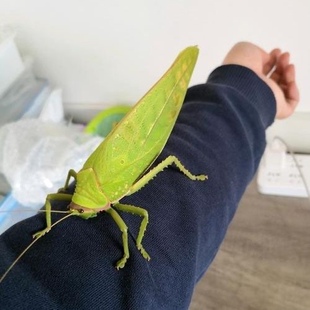 顺丰包邮人工饲养巨拟叶螽斯布鲁纳素背肘隆冠脉凌活体儿童宠物