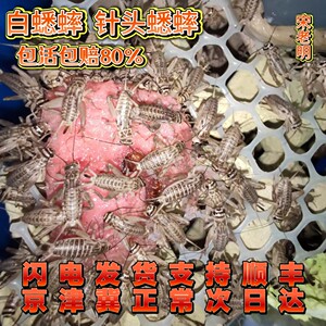 北京针头白蟋蟀小蟋蟀活物饲料