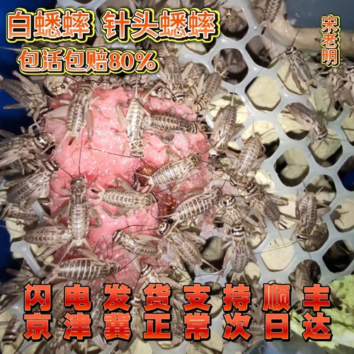 北京针头白蟋蟀小蟋蟀活物饲料