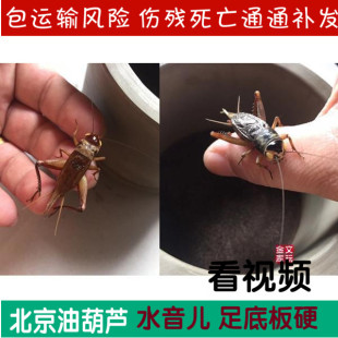 精品黑虫 油葫芦活体鸣虫北京自家份房产水音儿足爬宠