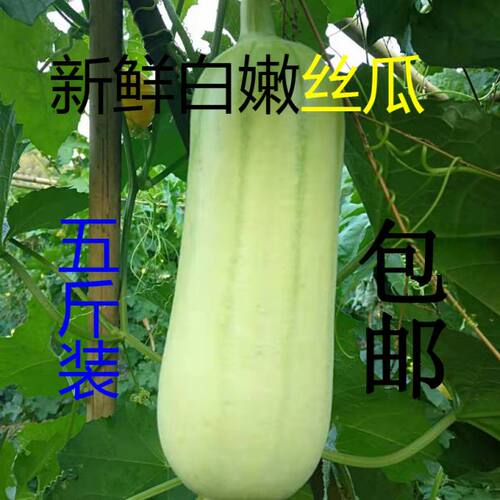 湖南白玉丝瓜新鲜现摘现发农家自种奶油丝瓜短棒肉丝瓜当季蔬菜