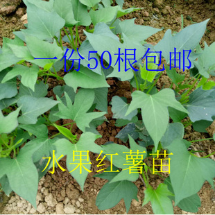 湖南湘潭苹果红薯苗一份50根 水果红薯红皮红心红薯生吃红薯苗 包邮