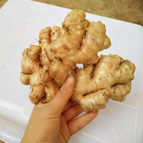 湖南老姜鲜辣月子姜娘大老黄姜