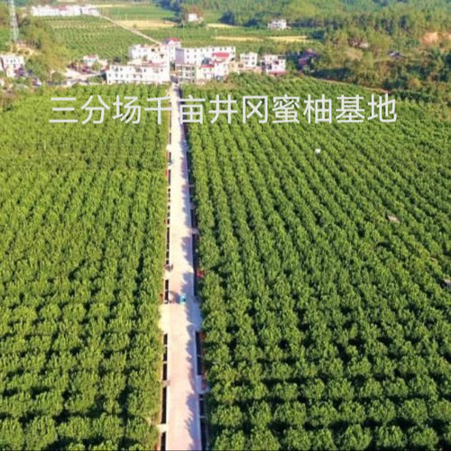 井冈蜜柚—吉水蜜柚·金沙柚，4个装一级。