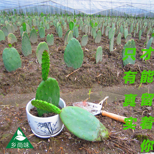 多肉可食用仙人掌苗带根植物盆栽嫁接蟹爪兰观赏花抗雾霾净化空气