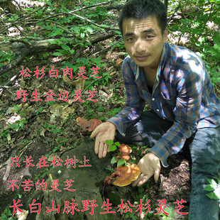 长白山脉野生松杉灵芝 松杉白肉灵芝 野生金边灵芝 铁杉灵芝100克