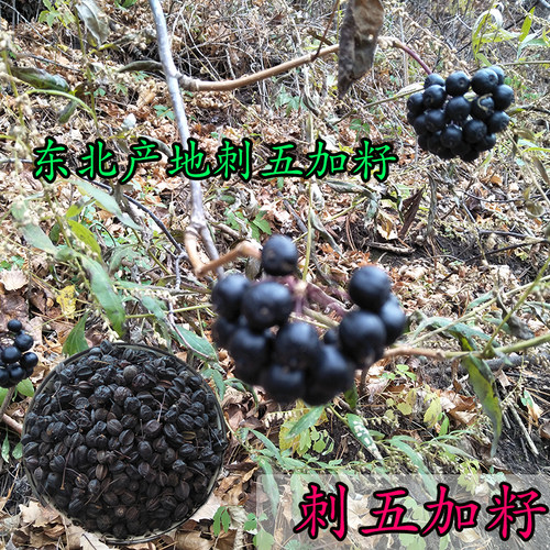 刺五加果新货干净挑选发货