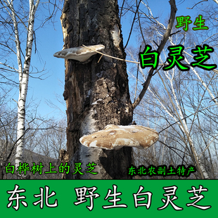 长白山脉野生白灵芝 灵芝 野生白灵芝 桦剥管菌 250克 白边 灵芝