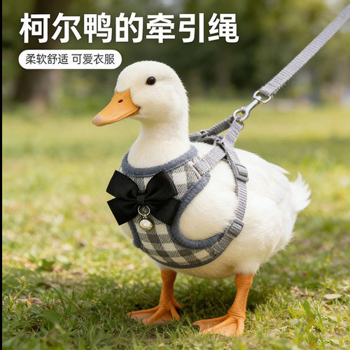 柯尔鸭衣服牵引绳溜宠物鸭子公母鸡穿的可爱衣服外出遛鸭子绳用品
