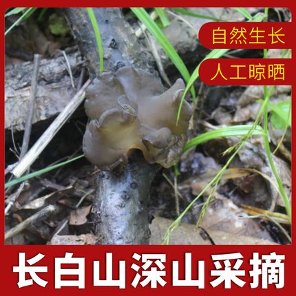 纯野生黑木耳山秋木耳干特干货级散装无根250g长白山东北特产木耳