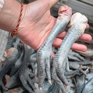 【顺丰包邮】4斤土鸡爪黑鸡爪青脚鸡爪公鸡爪长爪长鸡脚乌鸡爪