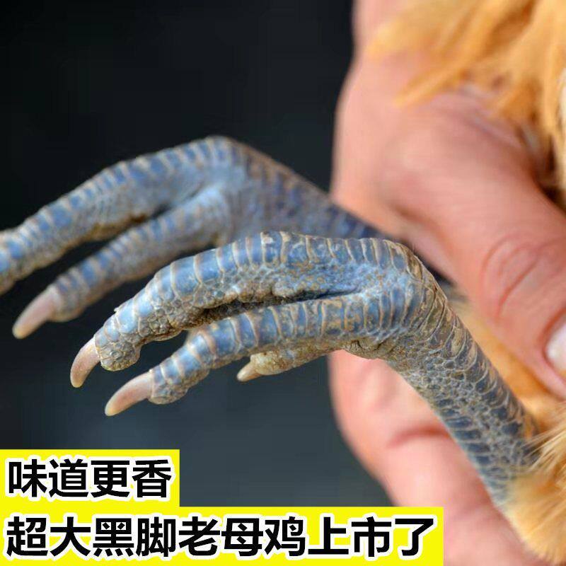 散养4斤黑脚土鸡爪农家大号鸡爪鸡腿新鲜鸡爪子鸡脚黑鸡爪乌鸡爪
