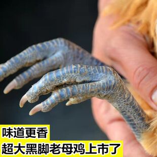散养4斤黑脚土鸡爪农家大号鸡爪鸡腿新鲜鸡爪子鸡脚黑鸡爪乌鸡爪