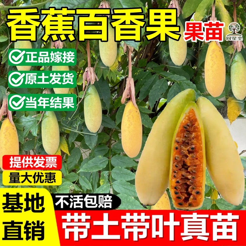 新品种香蕉百香果嫁接果树苗纯甜