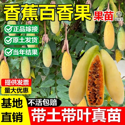 新品种香蕉百香果嫁接果树苗纯甜无酸甜蜜蜜耐寒品种四季当年结果