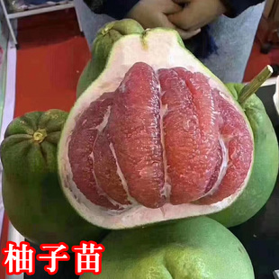 果树沙田柚苗三红蜜柚苗红肉蜜柚苗红心蜜柚子苗树苗红宝石青柚苗