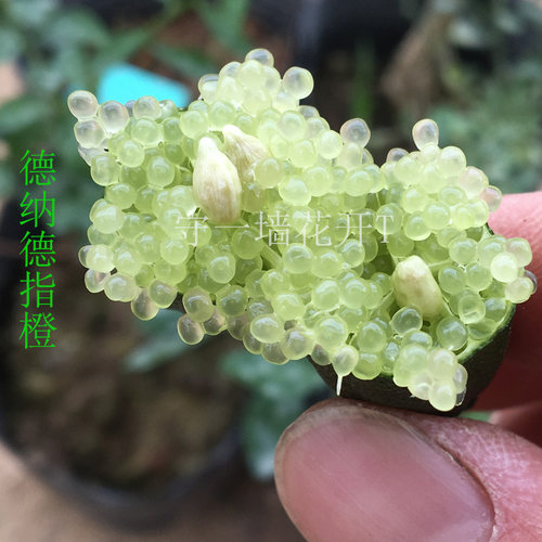 无刺手指柠檬 Finger lime 小鲁比 野白 德纳德 美味绿指橙  盆栽