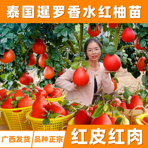 泰国暹罗香水红柚三红柚嫁接苗柚子树新品种红心纯甜水果树当年结