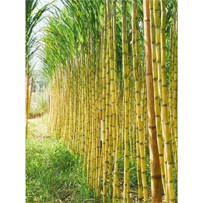 广西黄金甘蔗苗种薄皮软甜黑皮甘蔗节子籽孑庭院阳台盆栽好养脆甜