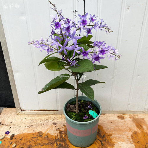 泰国大叶蓝花藤苗 小叶四色女王藤花苗 四季许愿藤盆栽植物