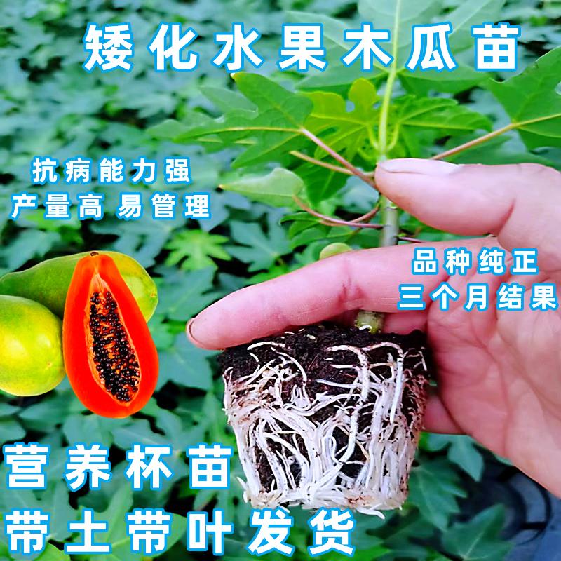 广西青木瓜苗盆栽地栽矮化红心木
