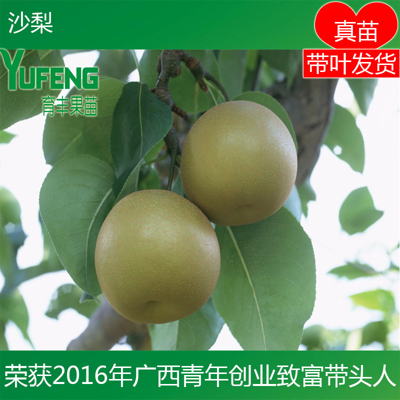 沙梨树苗黄花梨苗嫁接沙梨果树可盆栽水果树苗肉甜脆爽果树苗图片