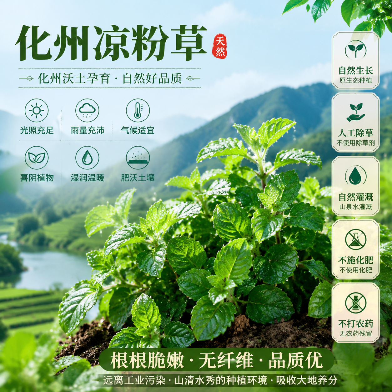 广东茂名化州新鲜凉粉草绿凉粉草烧仙草仙人草甜品制作原料送教程