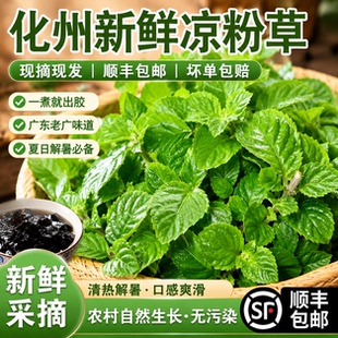 【顺丰快递】新鲜凉粉草化州产地直供做烧仙草凉粉冻送详细教程