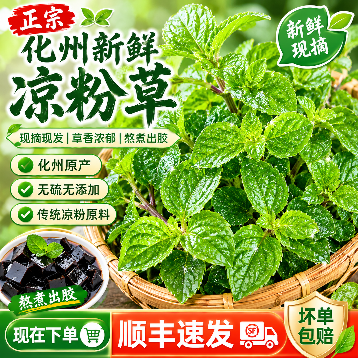 【顺丰包邮】化州新鲜凉粉草 现摘湿草 做烧仙草绿凉粉 送教程
