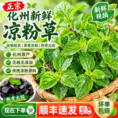 【顺丰包邮】化州新鲜凉粉草 现摘湿草 做烧仙草绿凉粉 送教程