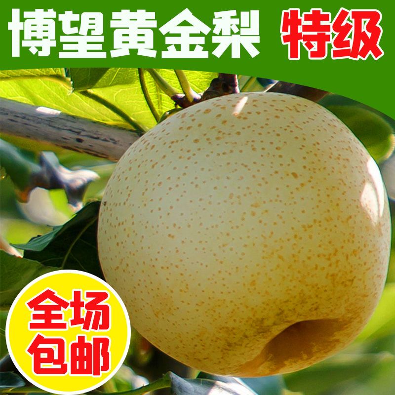 自家果园黄金梨果皮薄好吃香甜