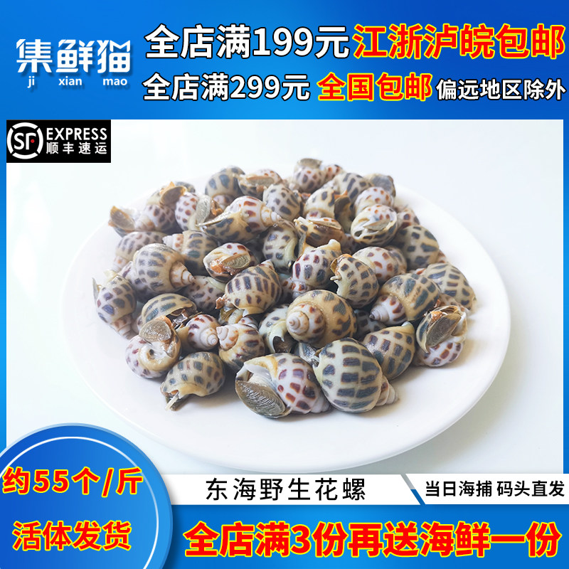 集鲜猫东海野生花螺新鲜鲜活海螺海鲜水产东风螺海猪螺猫眼南风螺