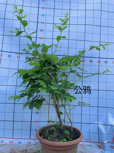 公桩授粉专用